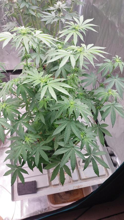 Sapphire Desire. Week 8