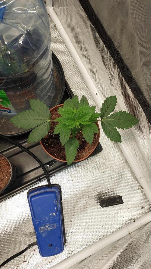 Red alien. Week 2
