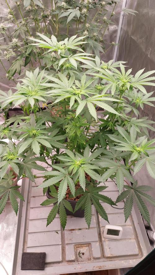 Sapphire Desire. Week 8