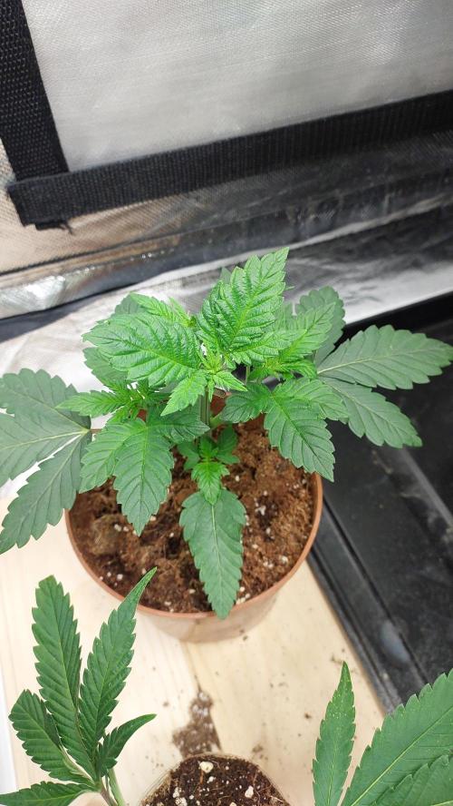 Red alien. Week 2