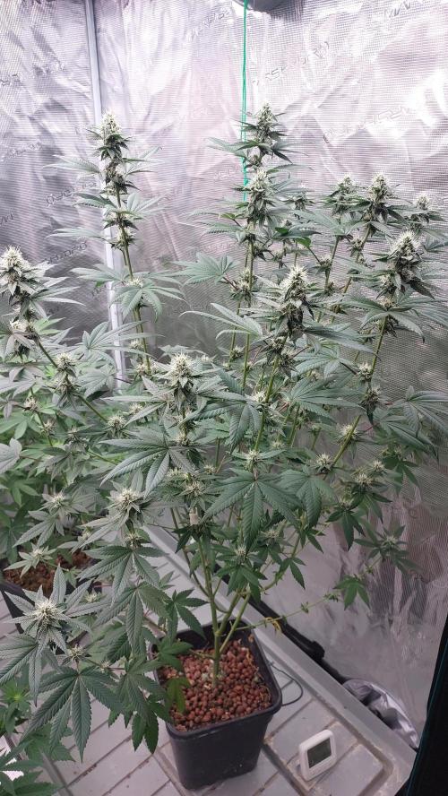 Girlscout cookies. Week 12