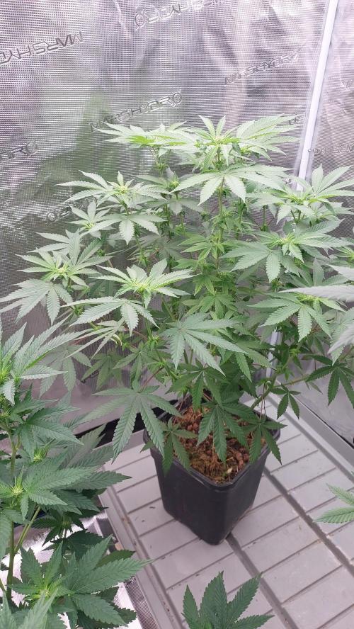 Sapphire desire. Week 8