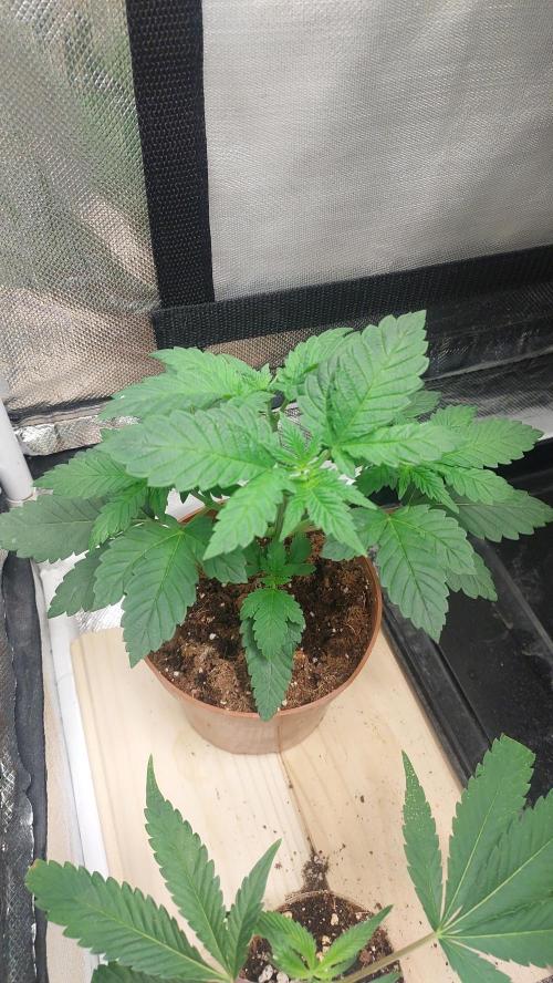 Red alien. Week 3