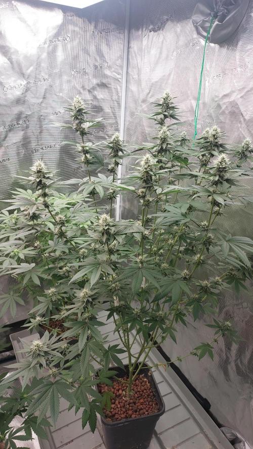 Girlscout cookies. Week 12