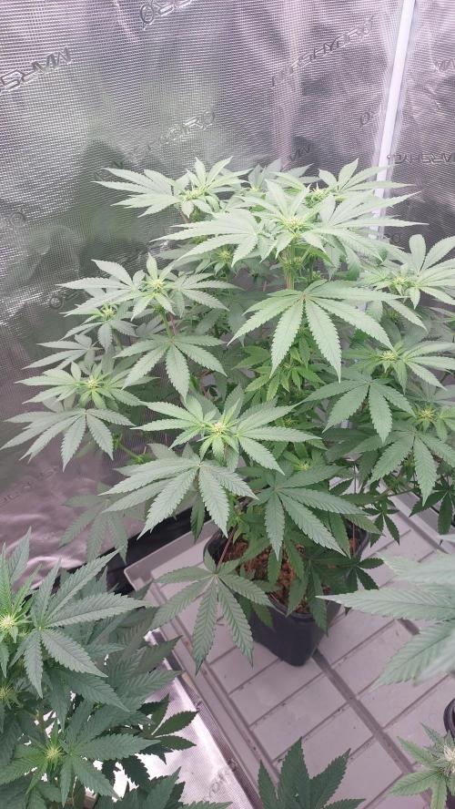 Sapphire desire. Week 8