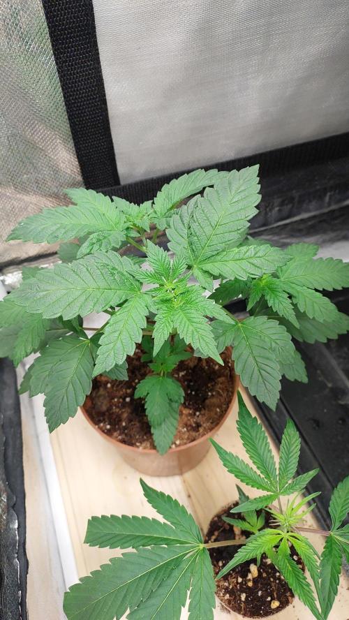 Red alien. Week 3