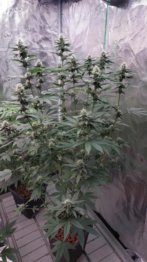 Girlscout cookies. Week 12