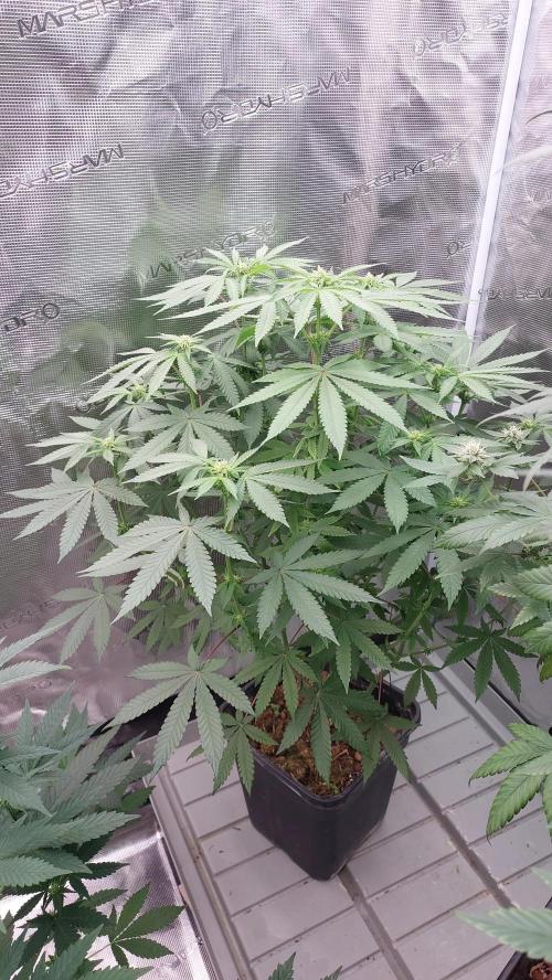 Sapphire desire. Week 8