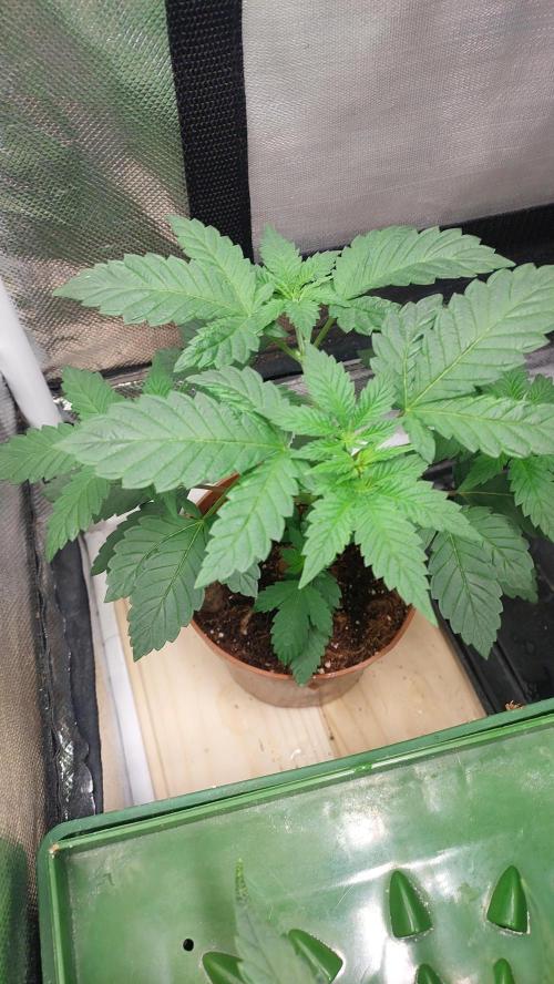 Red alien. Week 3