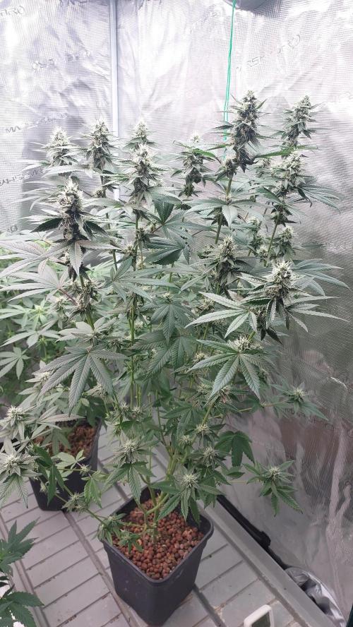 Girlscout cookies. Week 12