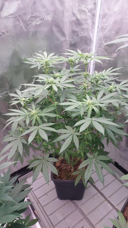 Sapphire desire. Week 8