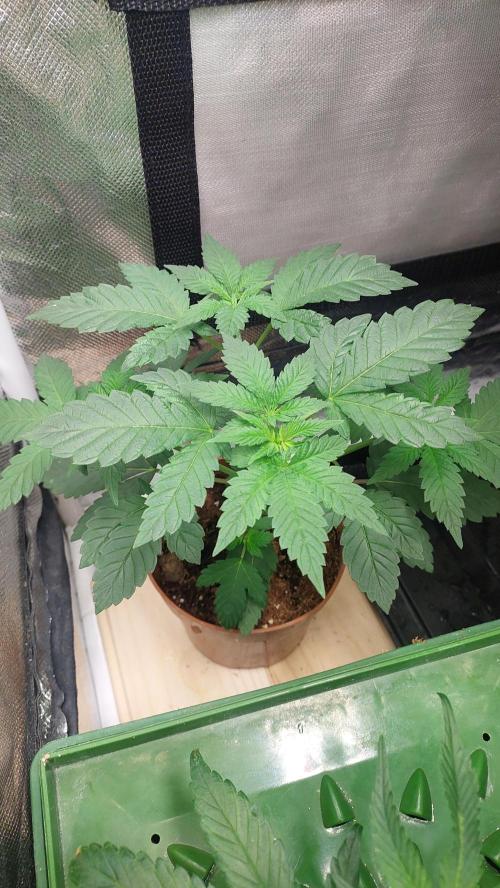 Red alien. Week 3