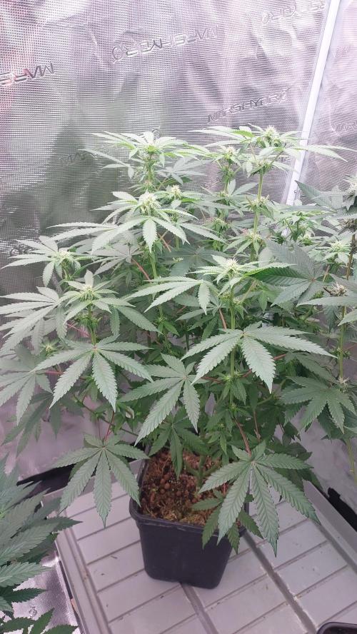 Sapphire desire. Week 9