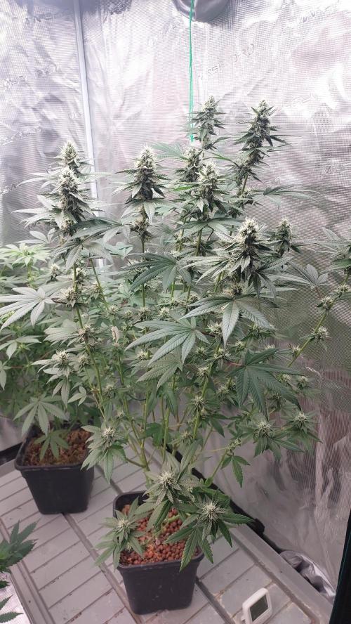 Girlscout cookies. Week 13