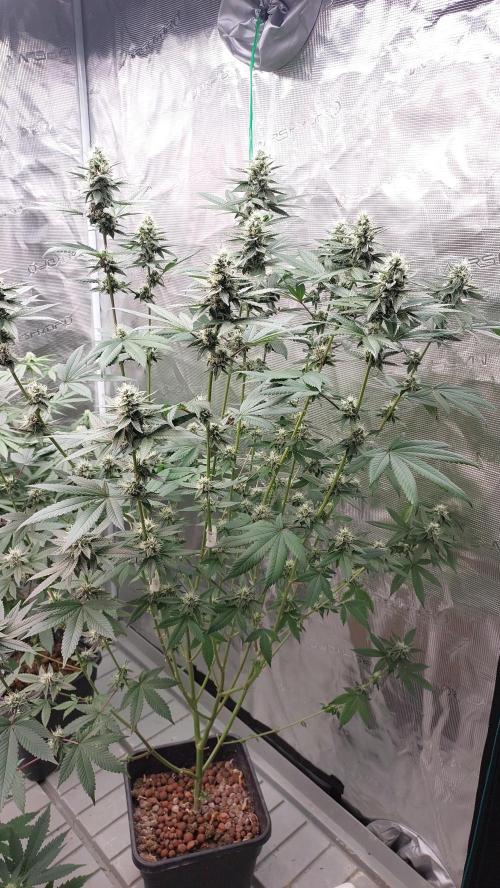 Girlscout cookies. Week 13