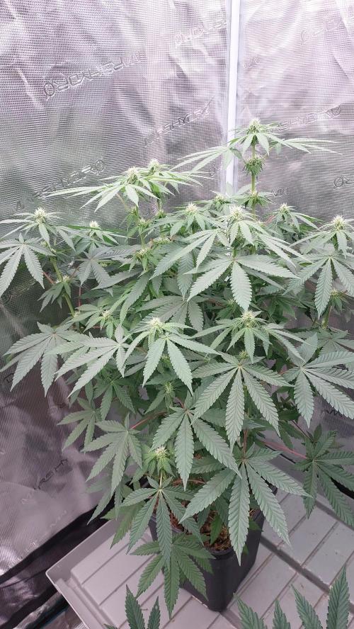 Sapphire desire. Week 9