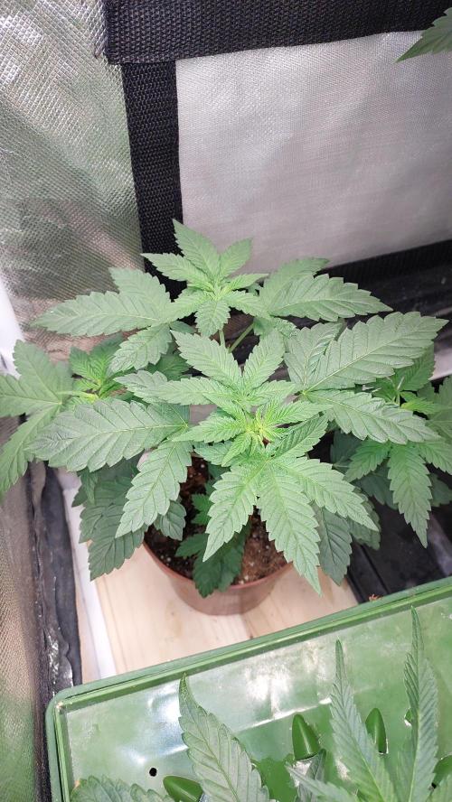 Red alien. Week 3
