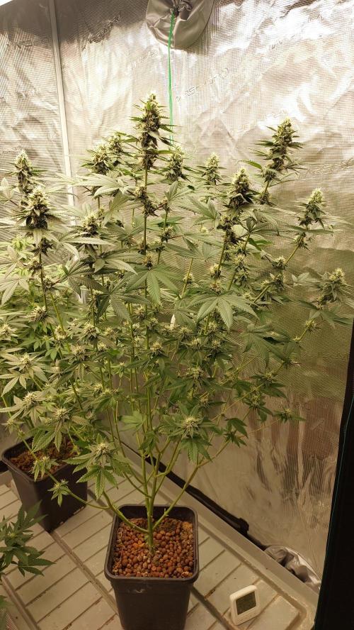 Girlscout cookies. Week 13