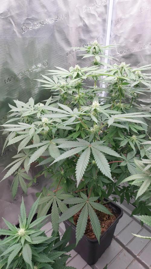 Sapphire desire. Week 9