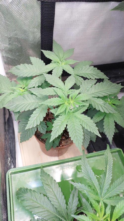 Red alien. Week 3