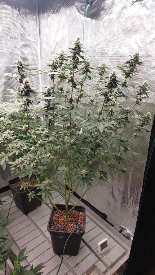 Girlscout cookies. Week 13