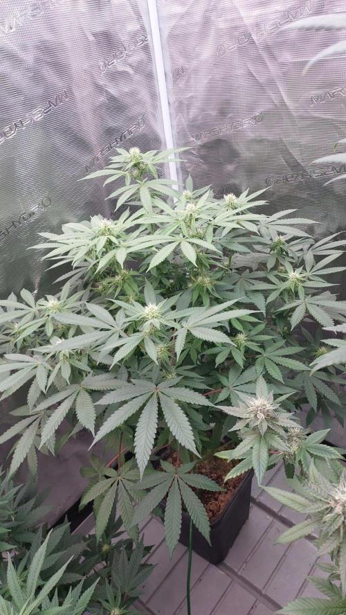 Sapphire desire. Week 9