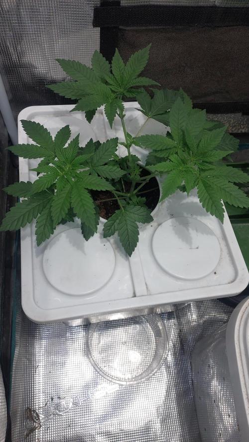 Red alien. Week 4