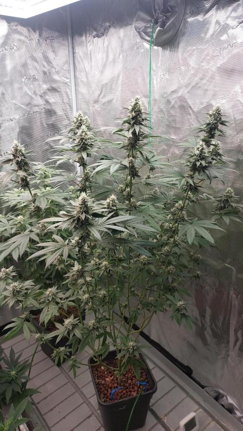 Girlscout cookies. Week 13