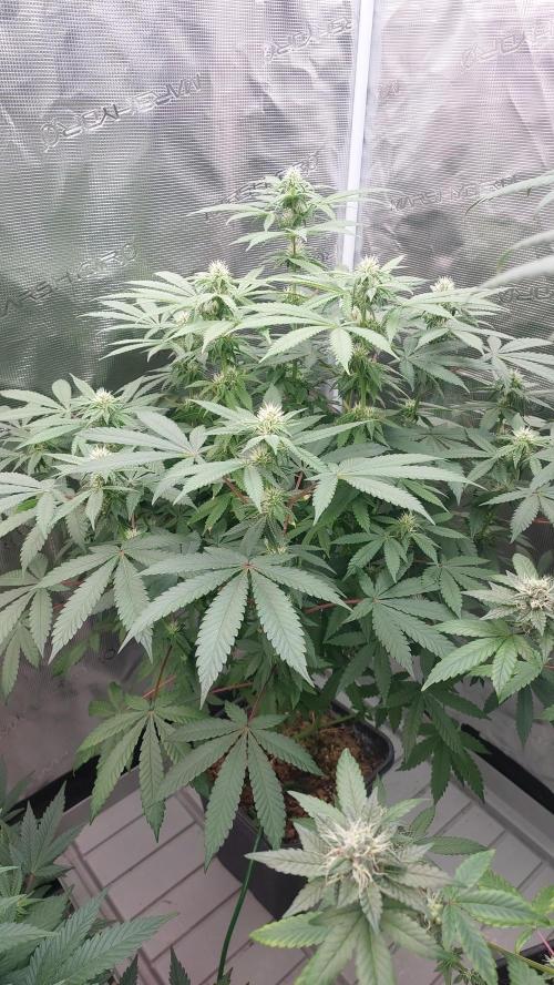 Sapphire desire. Week 9