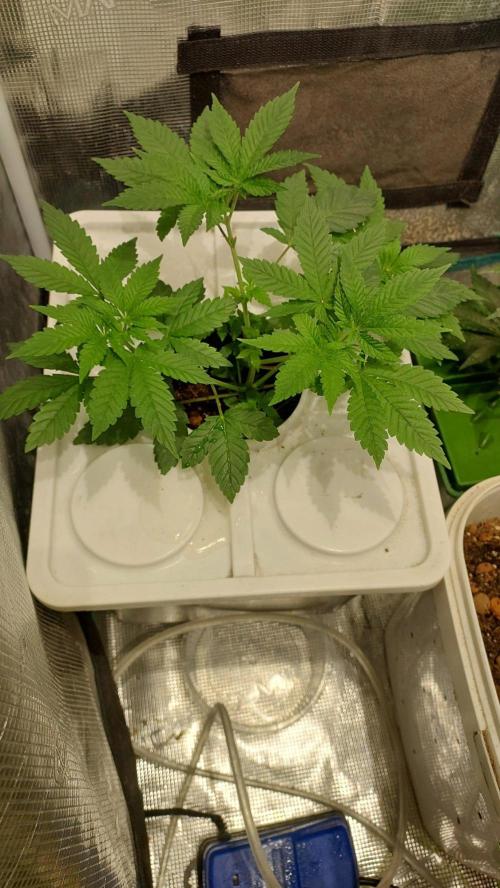 Red alien. Week 4
