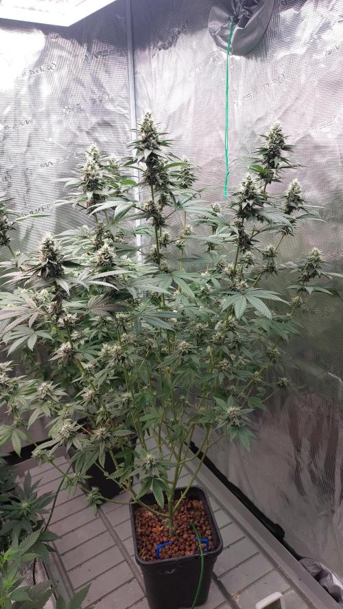 Girlscout cookies. Week 13