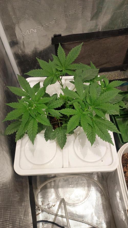 Red alien. Week 4