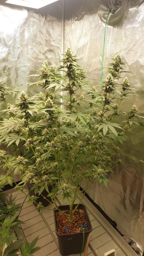 Girlscout cookies. Week 13