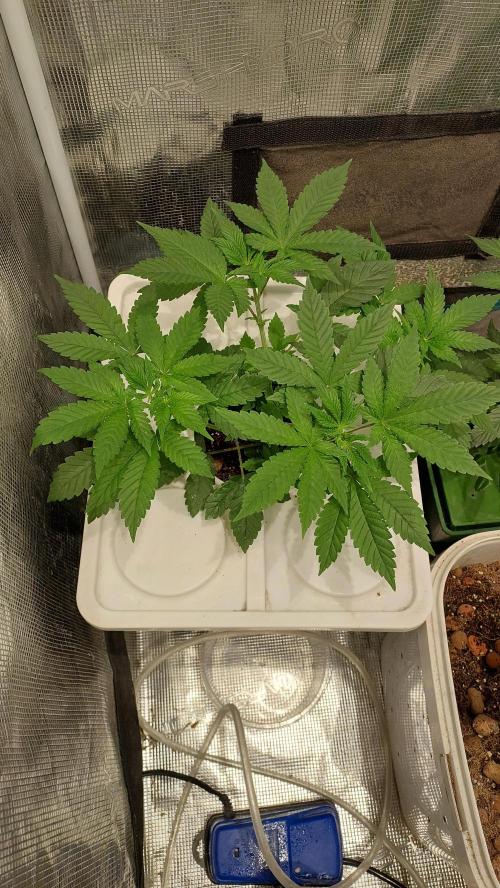 Red alien. Week 4