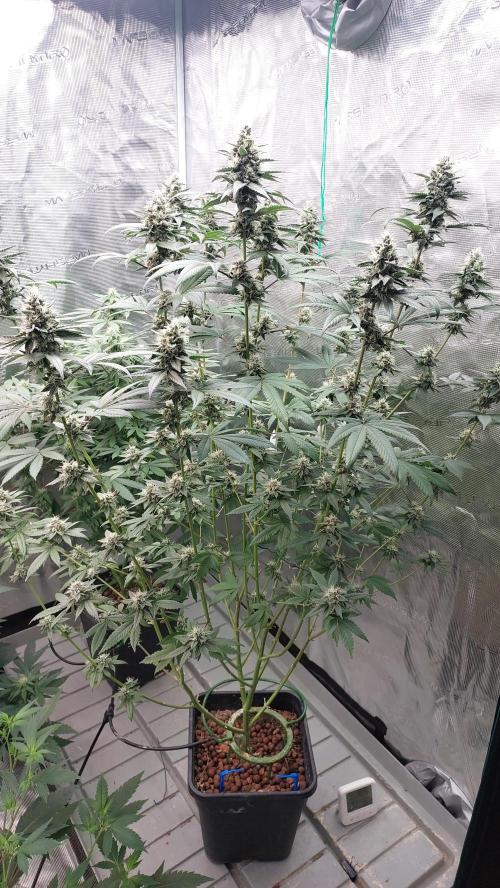 Girlscout cookies. Week 14