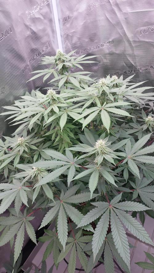 Sapphire desire. Week 10