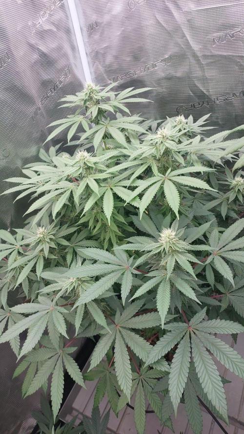Sapphire desire. Week 10