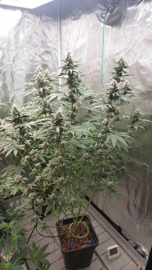 Girlscout cookies. Week 14