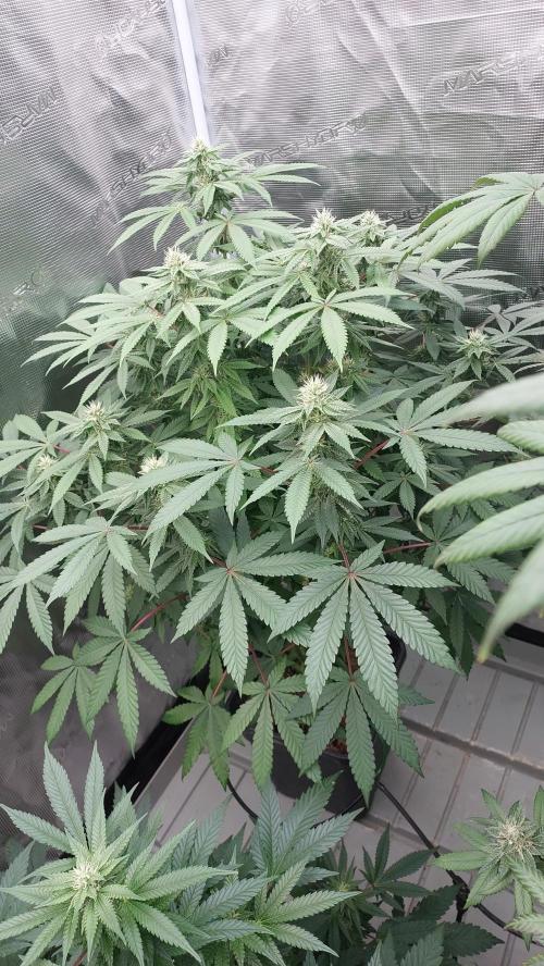 Sapphire desire. Week 10