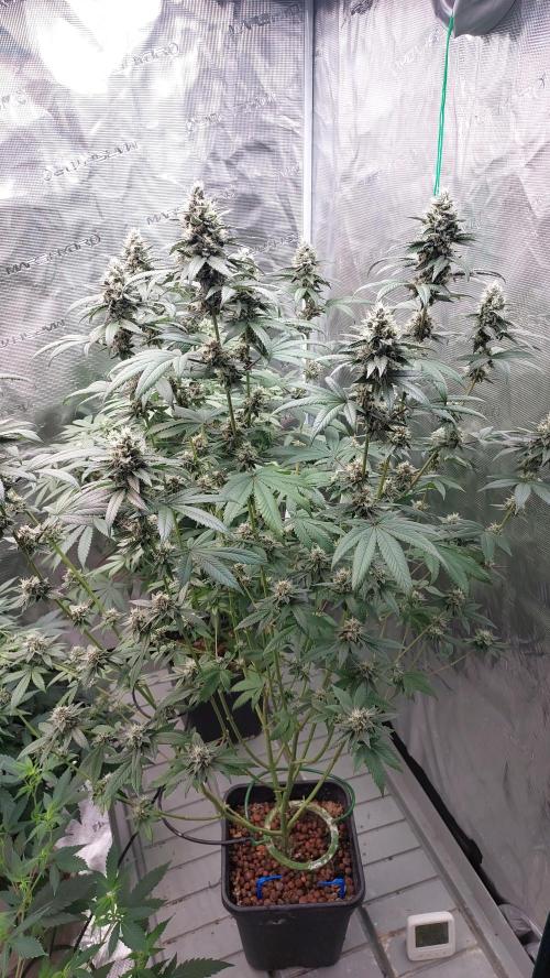 Girlscout cookies. Week 14