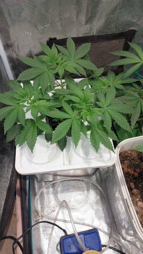 Red alien. Week 4