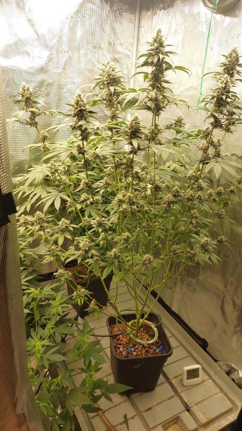 Girlscout cookies. Week 14