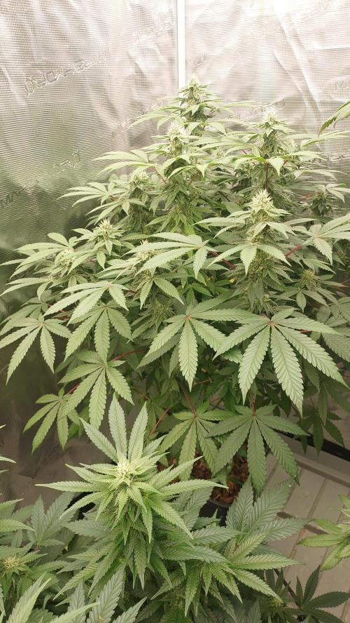 Sapphire desire. Week 10