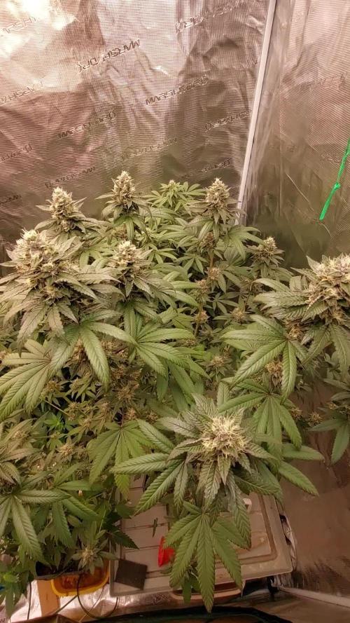 Girlscout cookies