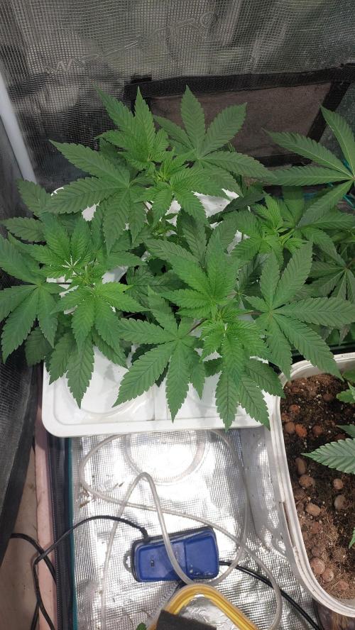 Red alien. Week 4