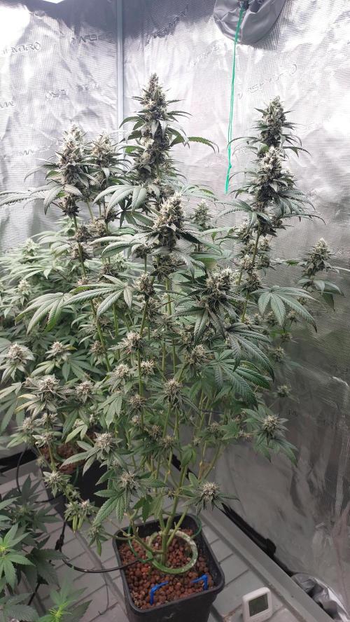 Girlscout cookies. Week 14 - Red color started)