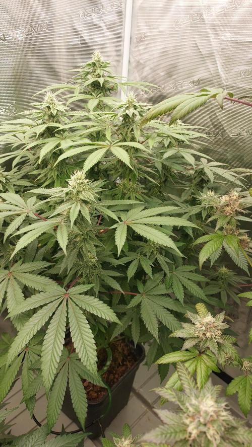 Sapphire desire. Week 10