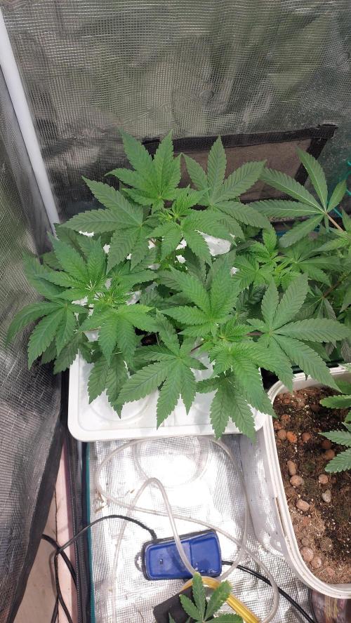 Red alien. Week 5