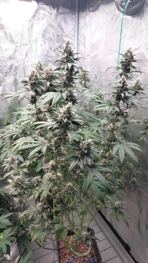 Girl Scout Cookies . Week 14