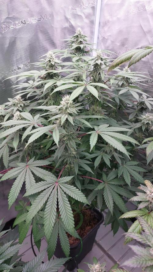 Sapphire desire. Week 10